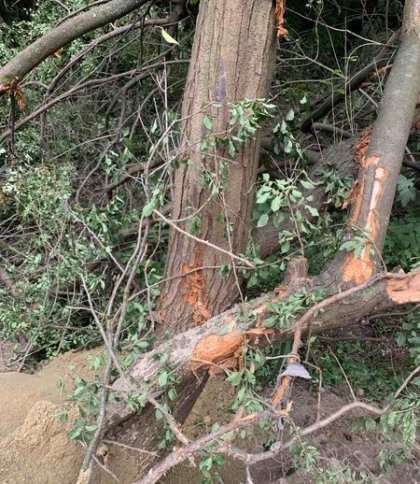 Заподіяли збитків на понад 277 тисяч грн: у львівському заповіднику пошкодили дерева