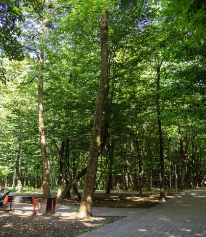 Де у Львові інфікуються кліщами: найбільш небезпечні парки