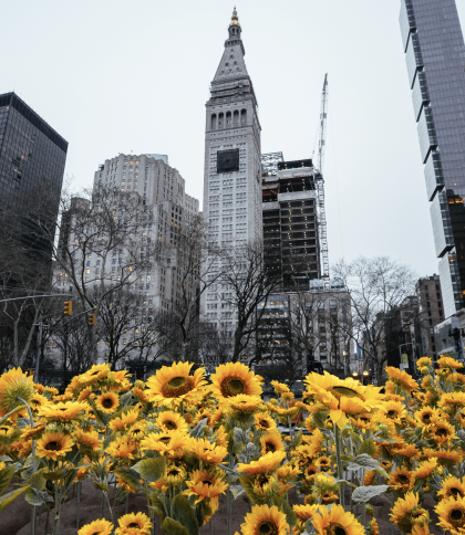 У Нью-Йорку до Дня Соборності України представили інсталяцію із 333 соняшників