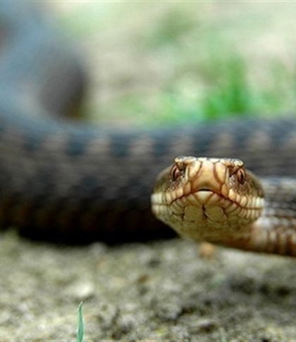 На Львівщині зафіксували ще один випадок укусу змії