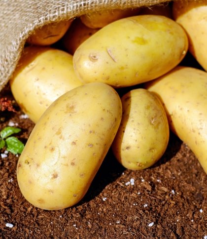В Україні знижується ціна на картоплю: коштує менше, ніж торік