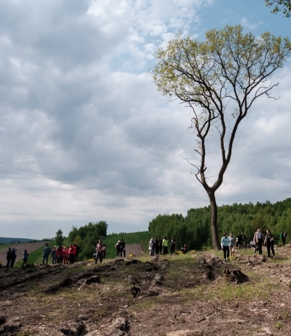 На Львівщині висадили майже 40 тисяч саджанців дерев