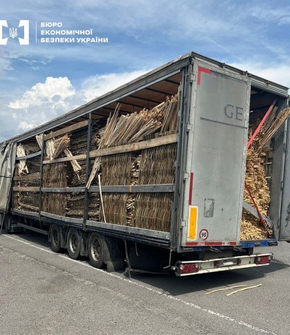 Підприємиця зі Львівщини нелегально продавала деревину польській фірмі