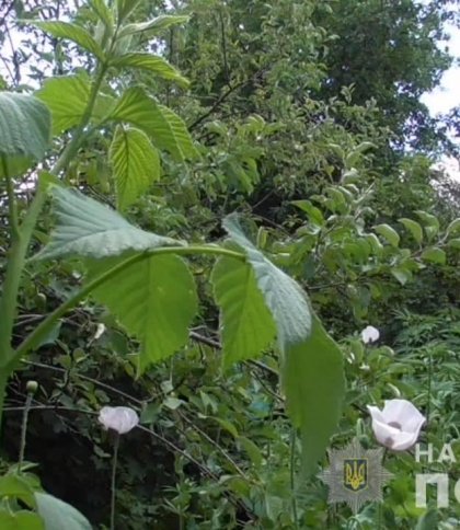 Вирощував наркотики на присадибній ділянці: на Львівщині поліцейські викрили 49-річного правопорушника