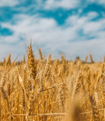 Пшениця росте в полі