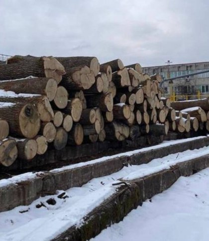 Керівника держпідприємства підозрюють в незаконній вирубки дерев у Чорнобильській зоні
