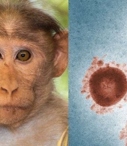 Віспа мавп поширюється: в Європі вже двоє людей померли від інфекції