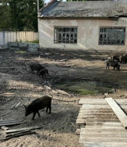 Після скарг мешканців у Брюховичах забрали тварин зі свиноферми