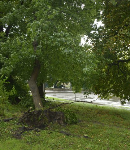 Поламані дерева та обірвані електрокабелі: у Бродах прокотився сильний буревій (фото)
