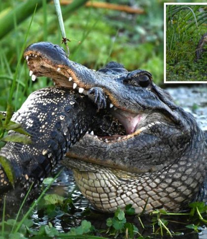 Дика природа вражає: у мережу потрапили шокуючі кадри, як один алігатор з’їв іншого