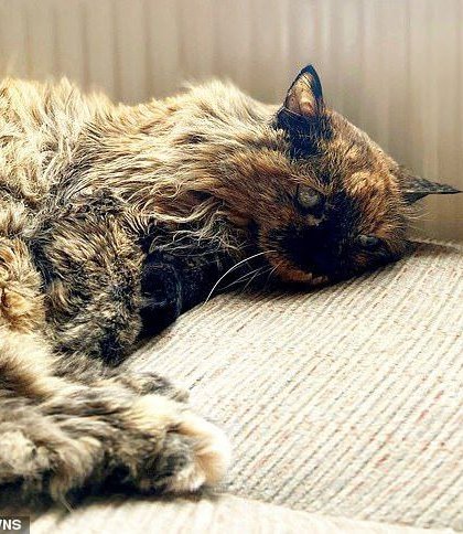 Нова рекордсменка: у Британії знайшли найстарішу кішку у світі