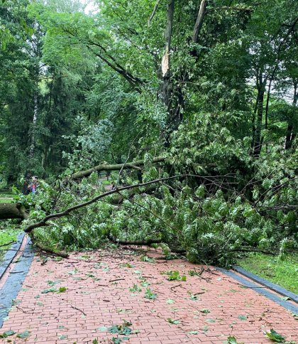 Нічна негода повалила у Львові три десятки дерев