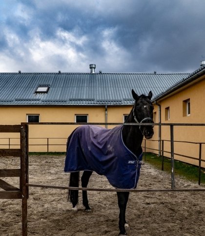 Поблизу Львова рятують коней з областей, які постраждали внаслідок бойових дій (Фото)