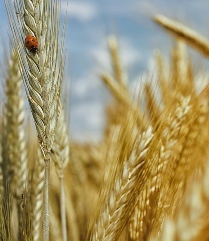 "Зернові коридори": у Стамбулі відбудеться чотиристороння зустріч, щоб вирішити питання українського зерна