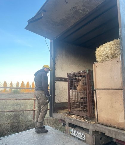 До притулку на Львівщині евакуювали двох ведмедів із зони бойових дій