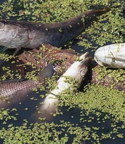 Через забруднену річку на Червоноградщині гине риба
