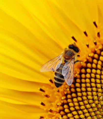 На Львівщині масово гинуть бджоли: підозрюють отруєння