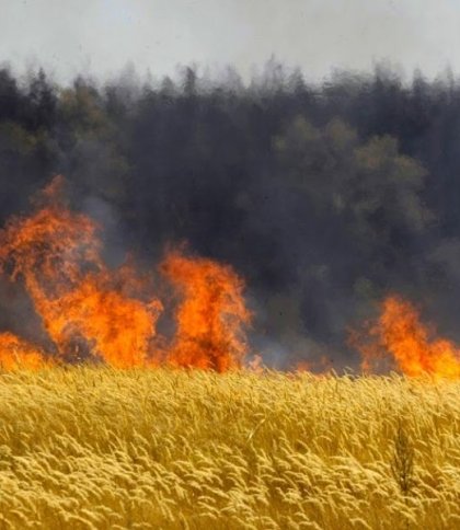 Горить пшениця: у Харківській області через обстріли палають хлібні поля