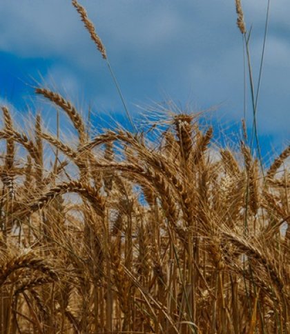Українська пшениця росте на полі