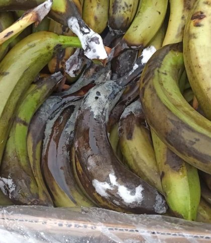 Гнилі банани, виявлені в одній з військових частин, фото Міністерства оборони