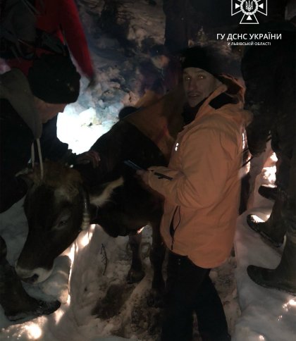 У Стрийському районі працівники ДСНС врятували застряглу на засніженій горі корову