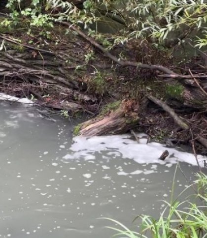 Забруднена вода Зубри