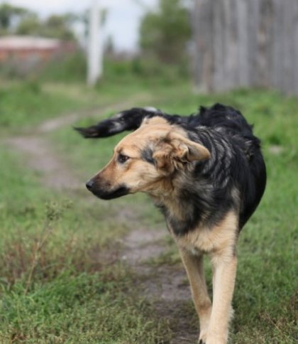У Львівській громаді виловлюватимуть безпритульних собак: графік на липень-серпень