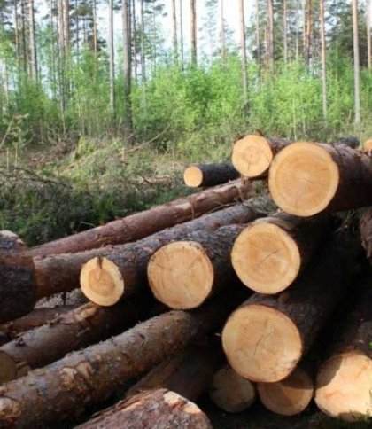 На Львівщині за вирубку лісу оштрафували одне з лісництв