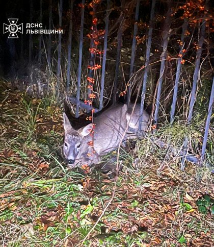Рятувальники звільнили косулю, яка застрягла в металевому плоті у Трускавці