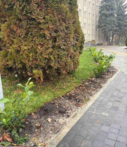 У Залізничному районі Львова невідомі викрали новопосаджені кущі