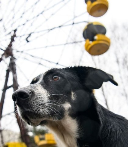 Собаки з Чорнобиля можуть допомогти здійснити прорив у науці щодо знань про радіацію: деталі