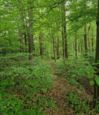 Минає 20 років наймасштабнішої крадіжки лісу в Брюховичах
