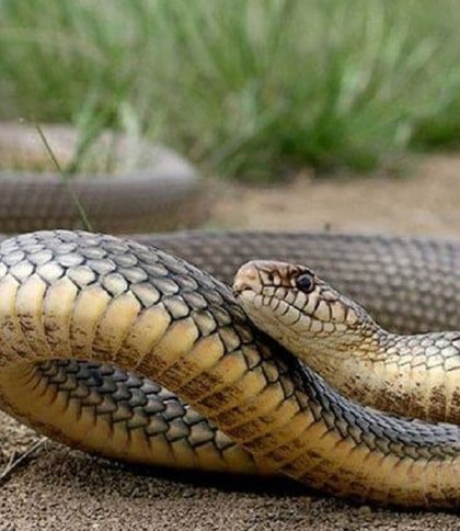 Мешканка Стрийщини потрапила до лікарні через укус змії