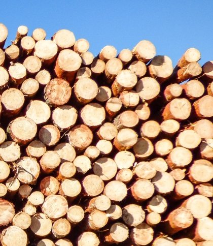 Українці можуть замовити дрова в державному онлайн-магазині: як це зробити