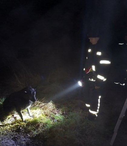 Впав у ємність з водою і жалісно скавулів: на Львівщині надзвичайники врятували від загиблі собаку