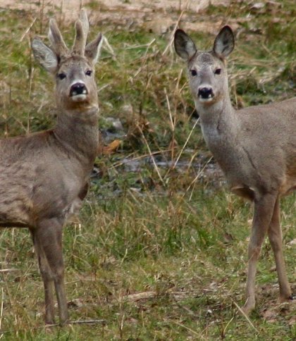 Поліція Львівщини розшукує браконьєрів, які вбили двох козуль