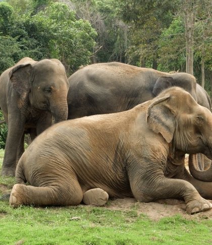 «Хильнули» і заснули: в Індії мешканці села знайшли табун  п’яних слонів