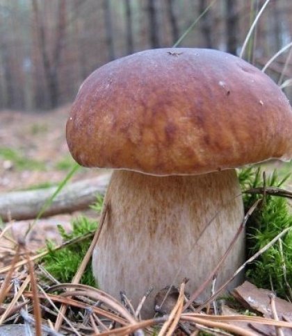 На Закарпатті знайшли новий гриб-гігант вагою майже 5 кг (фото)