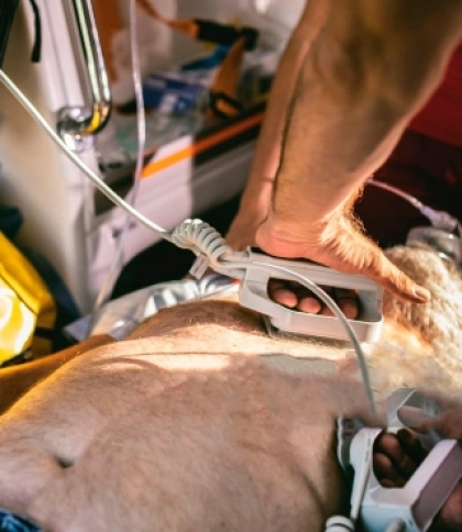 Біля Львова Mercedes на смерть збив 80-річного велосипедиста