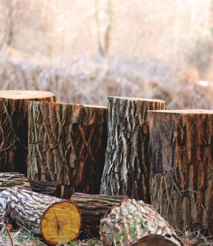 На Львівщині незаконно вирубали ліс на понад 100 тисяч гривень: конфісковану деревину передадуть ЗСУ