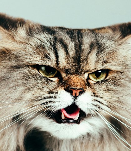 На Дрогобиччині зафіксували другий за місяць випадок сказу у домашнього кота