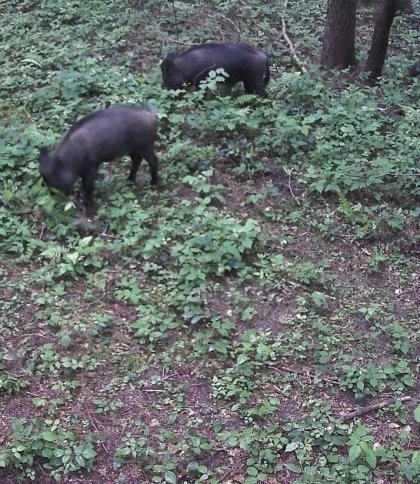 Фотопастки на Самбірщині зафіксували диких тварин