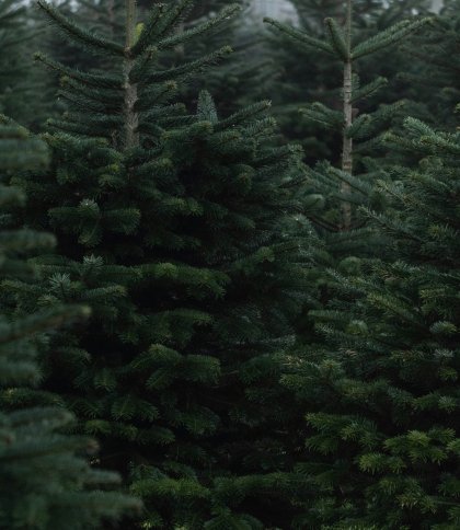 Штрафи зросли утричі: скільки доведеться заплатити за незаконну вирубку ялинок