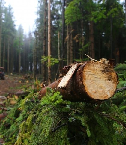 Жителі Старосамбірщини звинувачують у вирубці лісу сина старости села