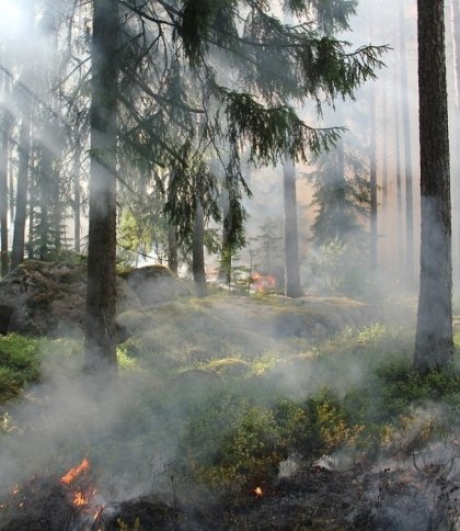 Горить торф і ліс: на Львівщині рятувальники гасять пожежі в природі