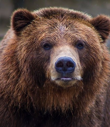 Дізнайтеся, чим снідають ведмеді: притулок «Домажир» запрошує на ексклюзивну екскурсію