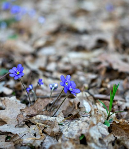 У Львові та області потепліє до +17°