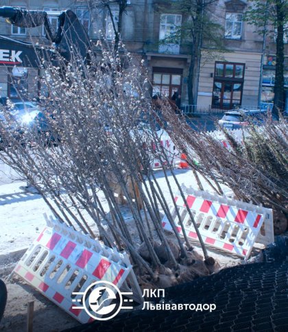 У Львові на вулиці Бандери висадять 8 типів дерев (фото)