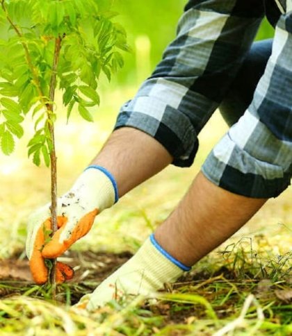 "Зелена країна": на Львівщині висадили понад 2 мільйони дерев