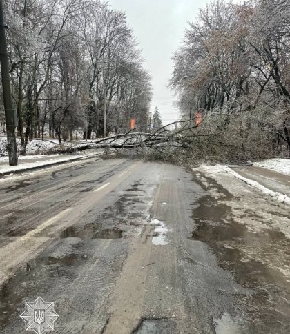 У Львові на трьох вулицях ускладнений рух через падіння дерев: адреси